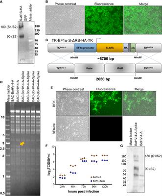 Assessment of BoHV-4-based vector vaccine intranasally administered in a hamster challenge model of lung disease